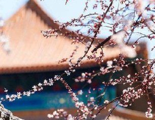 故宫春日杏花美图：十里春风吹作雪