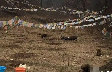 北京疑有人放生数百只狐狸和貉 咬死家禽