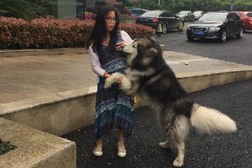 阿拉斯加狗当街撩妹 最后被城管带走了