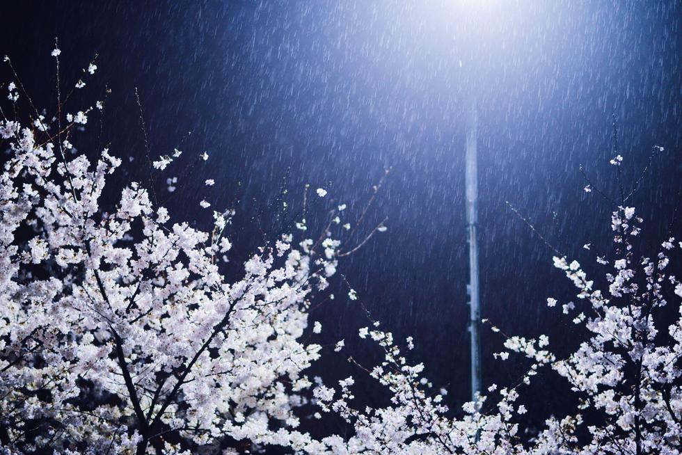 以“每天不一样”为口号的武汉昨晚下了一场雪，对刚盛开的樱花有些许担心的小伙伴们出门去，却发现了不一样的雪樱图景。