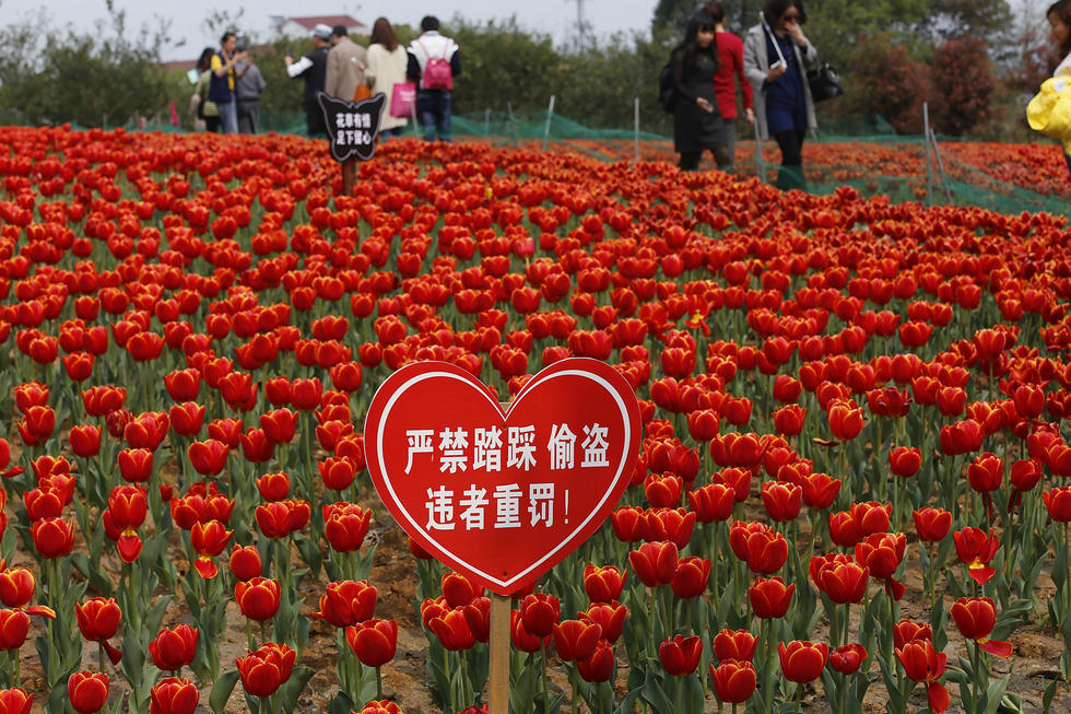 园方安插的严禁踩踏的广告牌，并没对大妈们造成影响。
