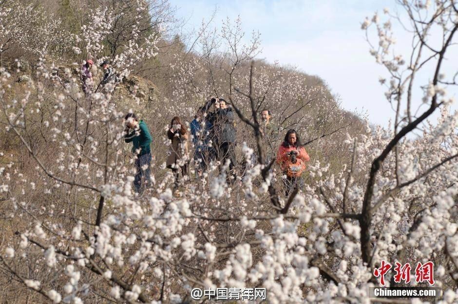 　　从去年开始，S2火车穿越花海的照片火了，来拍照的人突然多了起来，很多人在山上拍照时还吸烟，在这个干燥季节，给森林防火带来了极大的隐患。同时，因拍照的人站得太近，火车被逼停的情况确有发生。今年清明前夕，来的游客比去年多了几倍，仅3月27日就来了1000多人。相较于去年，仅凭护林员在现场监督、维持秩序恐怕已经难以控制。目前山路暂时封闭的措施已获得上级批准，时段大约控制在清明前后，具体重新开放时间眼下还不能确定。
