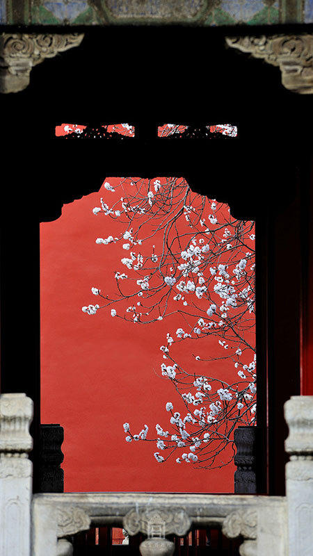 图为故宫杏花美图。