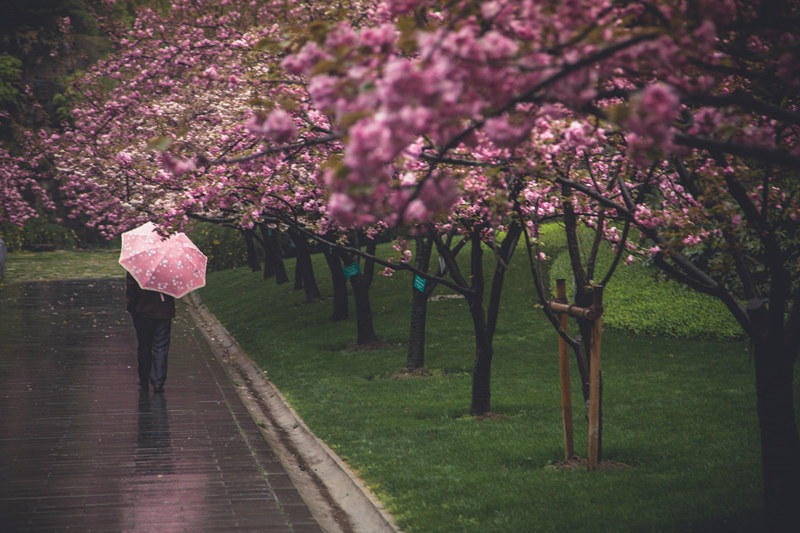 　　上海，清明节假期，连续降雨过后，位于上海南北高架和延安路高架交叉口的樱花全部开放。