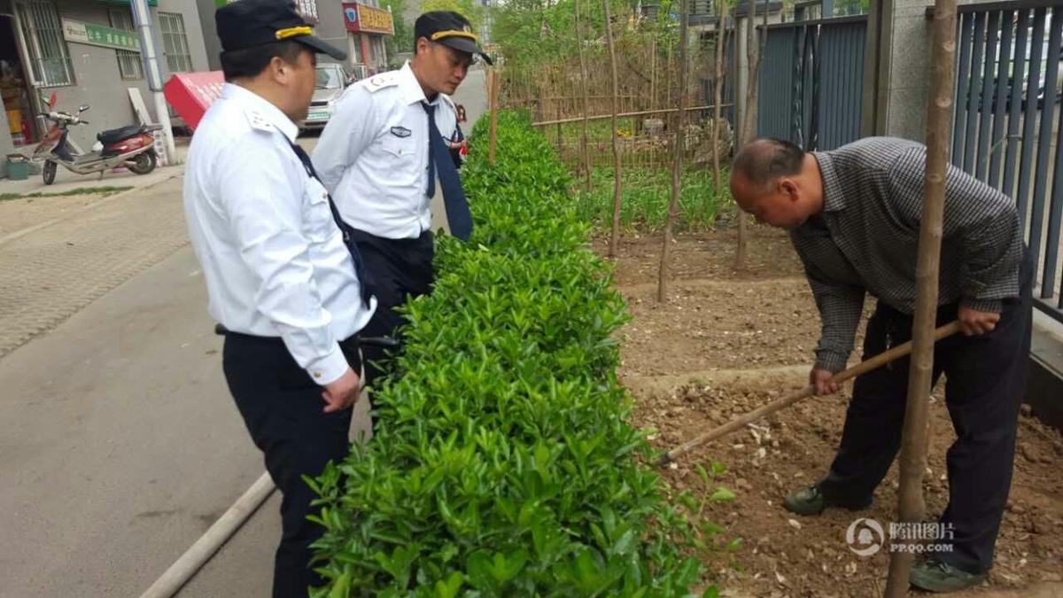 　　郑州市燕庄村一村民住上了高楼，却仍然放不下种地种菜。把小区垃圾清理出来，开垦出一片小菜园，又从20层的高楼往下放水浇菜。这种菜的成本远高于买菜，但他却乐在其中。