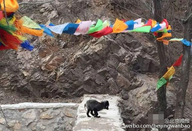 北京晚报记者和王云芳一起进山，在山沟里找到了一处放生点，初步了解，放生的狐狸和貉多达三四百只，其中狐狸占了大多数。