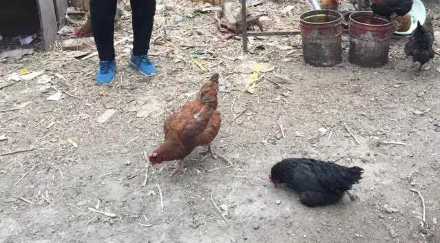 这些狐狸和貉究竟是哪里来的？王云芳说，有村民看到是有人在山上一处山沟里放的，一次放生了几百只狐狸和貉。为了核实此消息，北京晚报记者陪同王云芳进山一探究竟。绕过汤河口村，沿着大黄塘村的山路，北京晚报记者和王云芳上了山，一路上看到将近10只零散的狐狸。