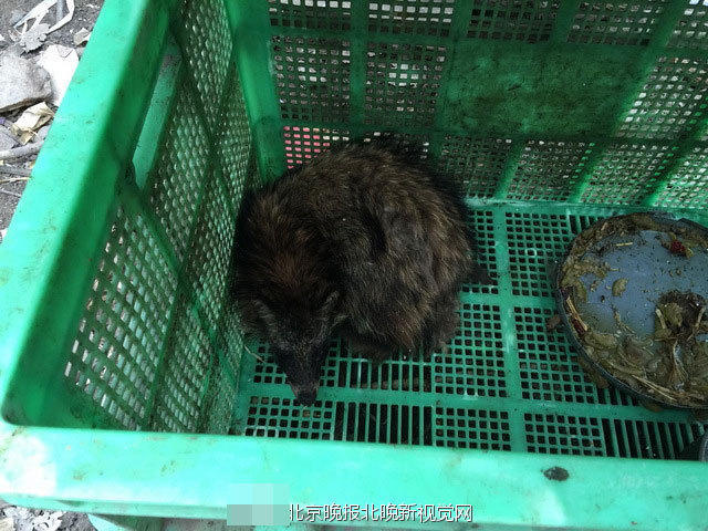 根据其他村民的指点，北京晚报记者和王云芳在一处山沟里找到了疑似的放生点。村民说，放生的这些狐狸，有的死了，怕传染疾病，大家就地挖坑把它们给埋了。下山时，看到半山腰处平房里住着一位老人。他说，这片山是由一位彭姓老板承包的，这些狐狸和貉都是彭老板的一位朋友放的。