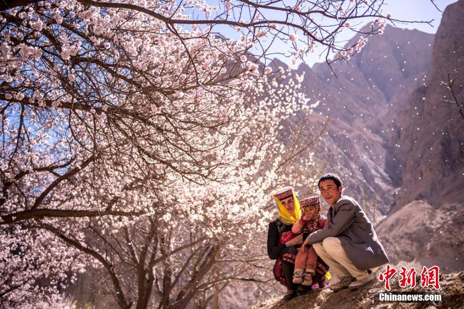 粉红色的杏花像云彩般飘满峡谷，在蓝天白雪、小桥流水的映衬下使人产生一种如梦幻般的感觉，疑似到了陶渊明描绘的“世外桃园”。