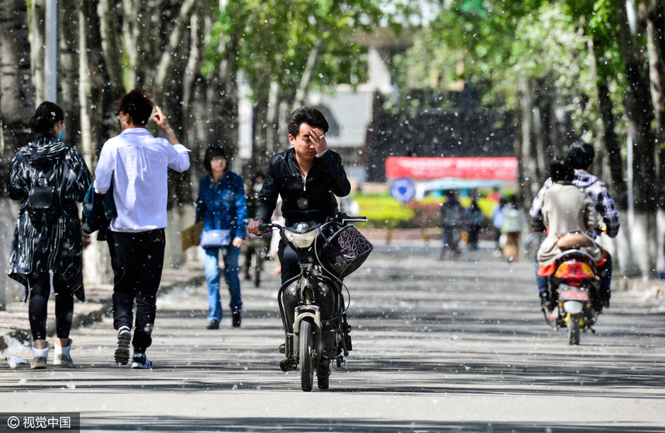 进入四月，随着气温升高，全国各地的杨树柳树纷纷飘絮，沸沸扬扬的飞絮如同大雪飞降，景致虽然看起来非常唯美，但却给出行的市民带来很大不便。大家都知道杨絮会引起上呼吸道的疾病，更有些人会过敏发生咳嗽、流涕、呼吸急促等症状。图为4月8日，天津，南开大学校园内，行人在漫天飞舞的杨絮中前行。