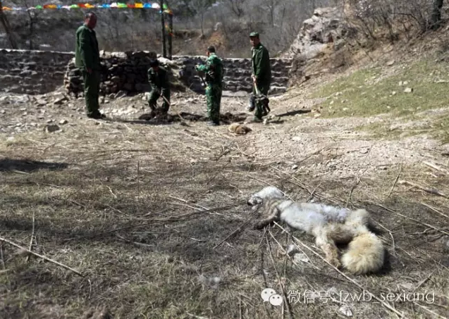 　　“这就是放生的地方。”一名森林公安民警告诉记者，接到举报后，进行了数次抓捕，也发现了不少死亡的狐狸，“这些狐狸都是人工养殖的，没有野外生存能力，不可能在这个大山里生活下去。”