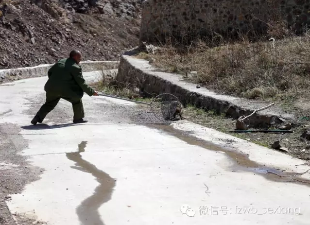 　　在马路边上，一只狐狸看到人后，不紧不慢地走了过来，可能是饿坏了，希望人能给点东西吃。几名抓捕人员拿着抄子，几分钟后就把它抓了过来，放在车上的笼子里。