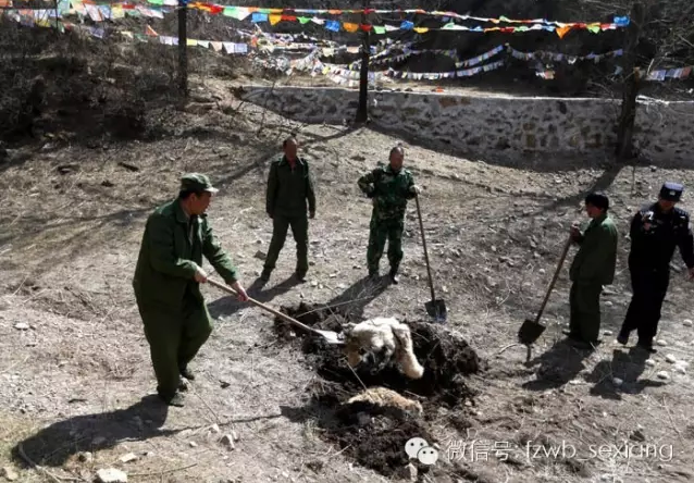 　　掩埋死去的狐狸。