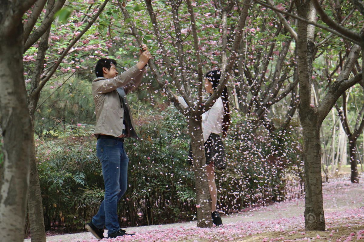 　　4月10日，西安唐城墙遗址公园，落花时节，片片樱花花瓣随风飞舞，这是多么美丽浪漫的意境，但是没有风怎么办？如何拍到这绝对文艺范的镜头？别急，这个小伙子有办法，抓住树枝摇一摇，来一场人造的花瓣雨，让女友自拍个够。