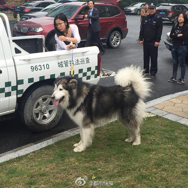 　　网友：歪！妖妖零么？这里有条狗耍流氓