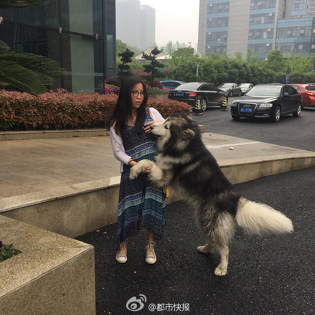 　　杭州一网友爆料，一只疑似走丢的阿拉斯加在大街上缠上了一个路过的妹子，搂、抱、扑、扯、拉，你这么大个，妹子也是很无奈啊，最后狗狗暂时被城管接走了。