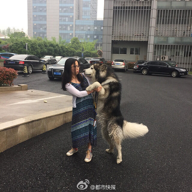 　　城管们试着抓住狗狗的犬绳，没想到却被它反扑过来，左手的手背上留下了一道伤口。试了几次，都没成功，他们只得又退了回来，先疏散狗狗身边的人群。