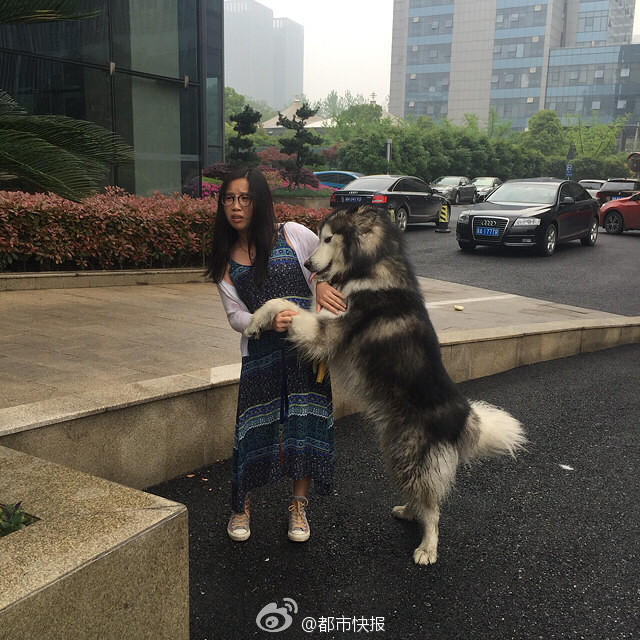 　　当时，这条阿拉斯加犬正安静地趴在办公大楼的门厅台阶处，周围一圈围着好多人。狗狗的体型比较大，身长大约有1米多，毛色黑白相间。“狗狗颈部带着颈圈，身上很干净。”，城管判断，这是一条走失犬。