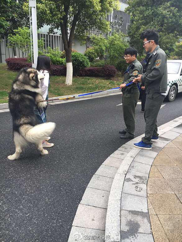 　　20分钟之后，狗狗渐渐安静下来，对陌生人没这么警觉了。城管就试着把狗狗牵到执法车上。