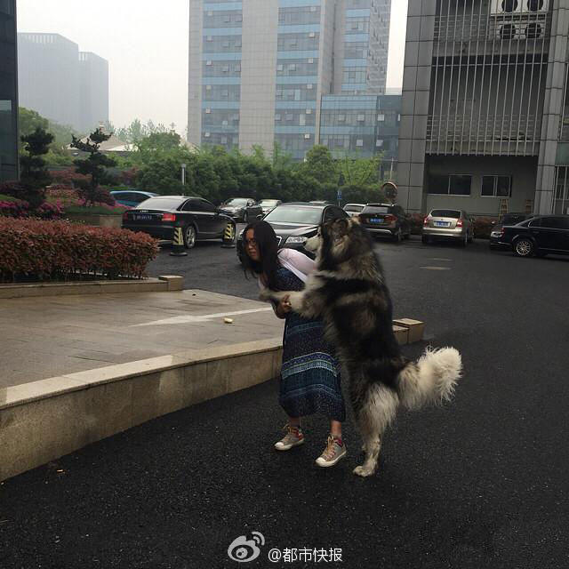 　　女孩走到哪里，这条阿拉斯加犬就跟到哪里，还做出各种亲昵动作。