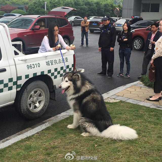 　　目前这条阿拉斯加犬的狗主人已经找到了，是一位澳大利亚国籍的华裔，20多岁，是位年轻的姑娘。狗狗没有办理过犬证，狗主人按照相关条例，需要缴纳罚款。