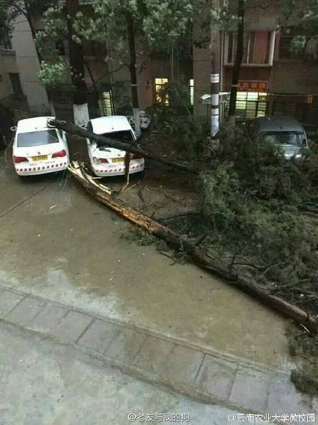 　　树木被刮倒。