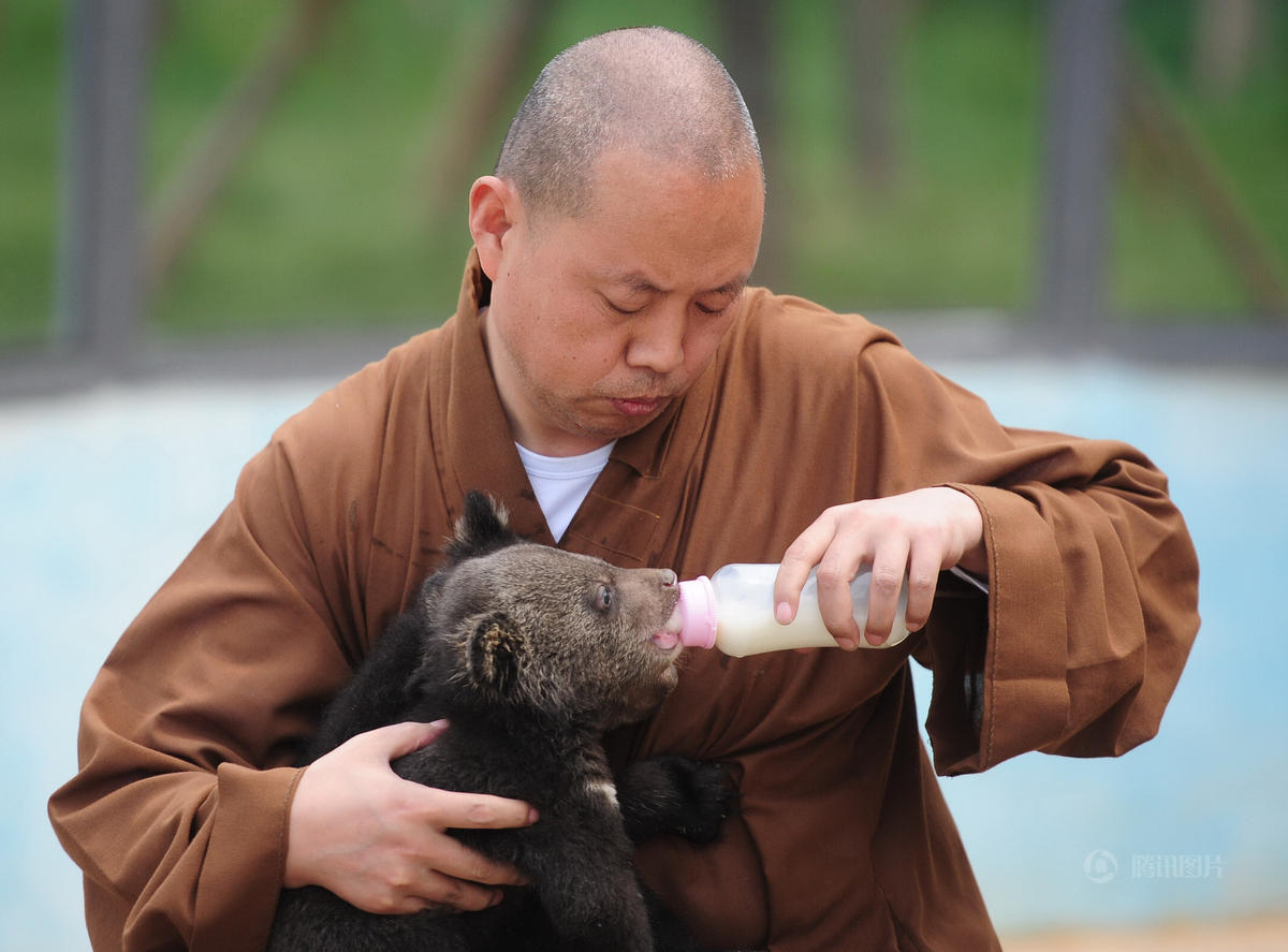 　　延参法师给小熊喂奶。