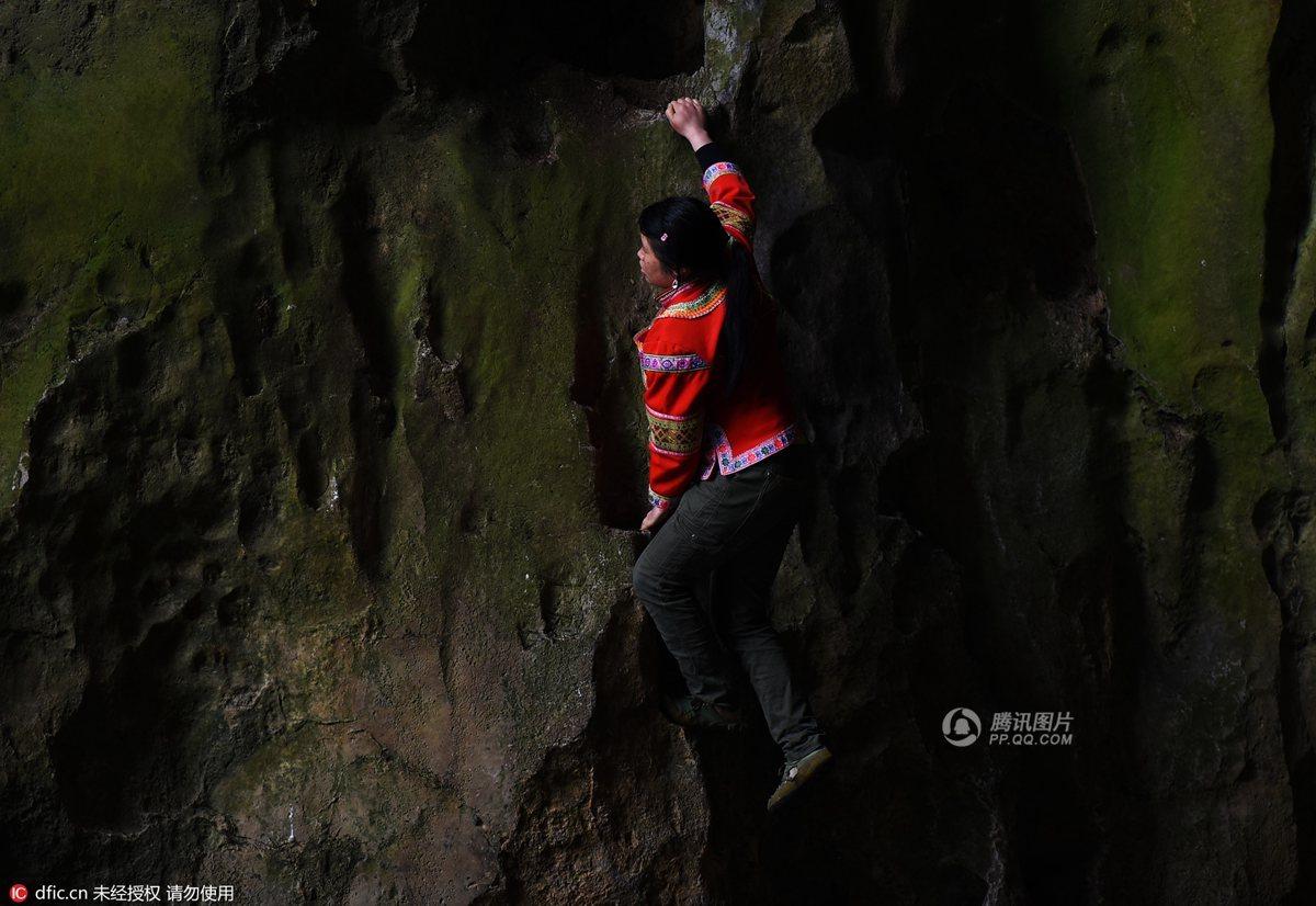 　　在陡峭的悬崖上，他们穿梭在各个燕窝之间如履平地一样。而今，随着时代的发展，人们很少去扫燕子粪了，会这个活的人也越来越少。在仅有的几人中，当地的旅游部门已经将其作为一个吸引游客的表演项目。而罗登萍，就是仅有的6名“蜘蛛人”中唯一的一名女性。