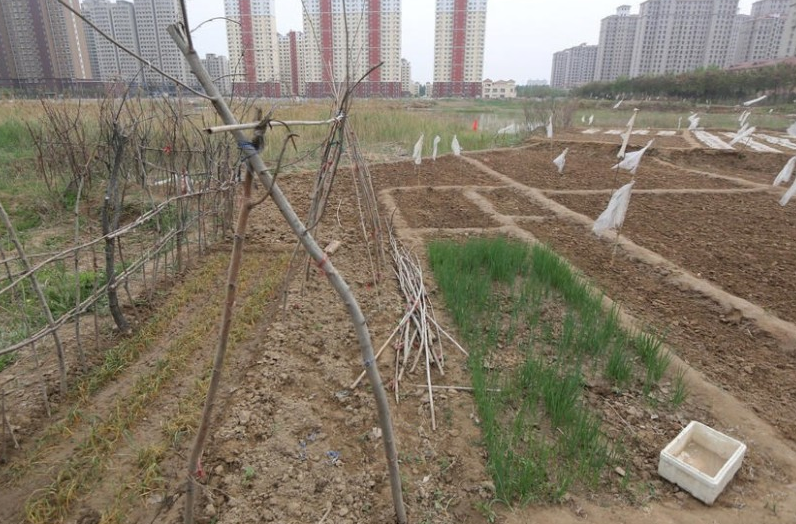 　　一位不愿透露身份的市民说，在这里种菜的都是附近住的群众，以往就有在这种菜的，只是今年春天的菜价高的有点离谱，而且也很难保证农药安全，这块地已经闲置了很久了，大家看到有人在这种菜，就陆续都来“垦荒”了。
