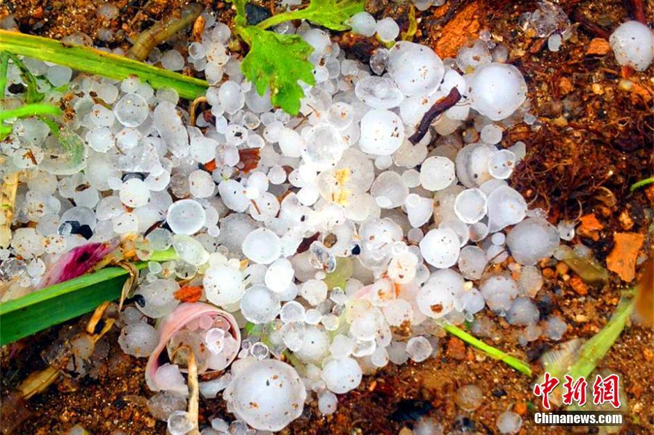 　　4月29日下午，湖北宜昌部分地区遭遇大雨和冰雹袭击，突如其来的冰雹和暴雨让不少村民吓得不轻。
