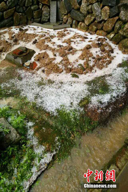 　　部分农田在冰雹中遭受损失。