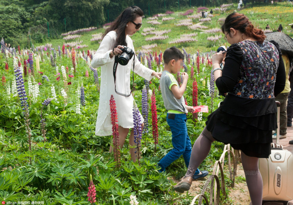 　　2016年5月1日，成都市石象湖景区，个别游客越过篱笆随意踏入花田，寻找“最佳”拍摄角度，以期留下“最美”赏花照，让鲜花很受伤。