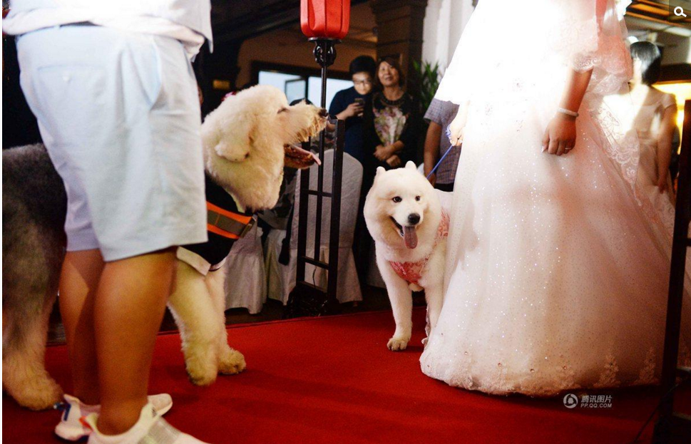 新郎新娘因为一只宠物犬而喜结良缘，他们身边的朋友也多为爱狗人士，由此夫妻俩突发奇想策划了这场“宠物主题婚礼”，为人生留下美好记忆。图为一对新人牵着各自的宠物狗出席婚礼。