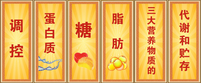 2016年5月11日播出《躲在肥胖背后的致命危机》