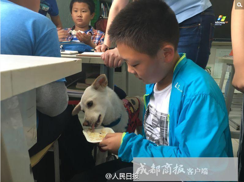 三年前，喜乐还是只有一双手掌般大小的小奶狗，它偷偷挤进学校的围栏，被当时二年级3班的同学和老师发现，喜乐可怜又可爱的模样让同学们不忍将它赶出校园，于是他们集体向学校申请，希望可以收养这只流浪狗。