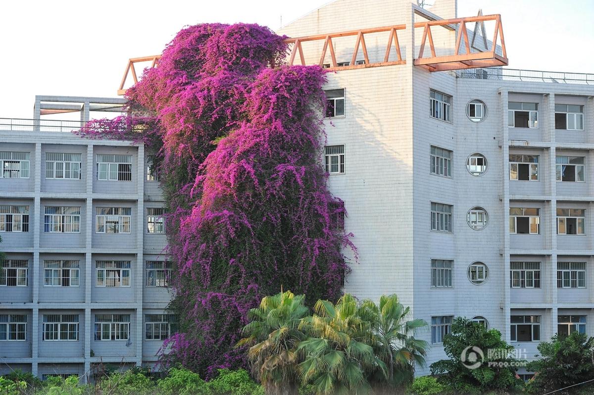　　5月20日，广西南宁，在广西建设职业技术学院内，一株足有7层楼高的巨型三角梅依附着教学楼的墙体一直从地面攀上楼顶，格外引人注目。盛开的鲜花花色鲜艳茂盛，蔚为壮观，远观就像是一面印在墙上的“鲜花瀑布”，吸引了不少市民前往观赏。