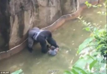 3岁男童爬进围栏 猩猩＂躺枪＂遭射杀