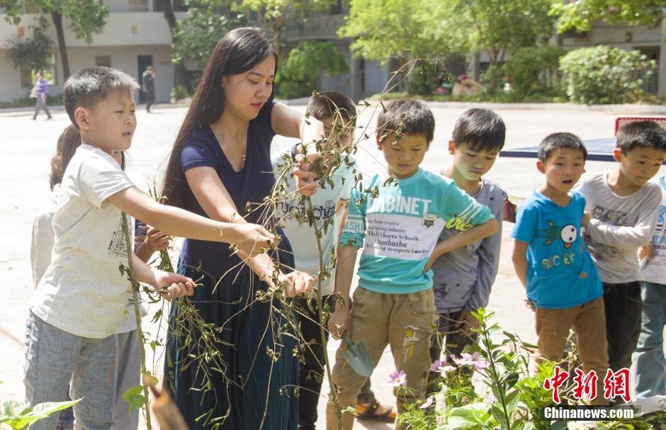 　　不满18岁，她就在四川省资阳市乐至县中天镇乐阳小学当老师，迄今为止已经呆了8年。图为课间休息的时候，陈秋菊带着五年级的孩子们，在内操场的小花园里侍弄花草。她说，自己从小在农村就喜欢花草，现在带的这些孩子们也都喜欢花草和小动物。
