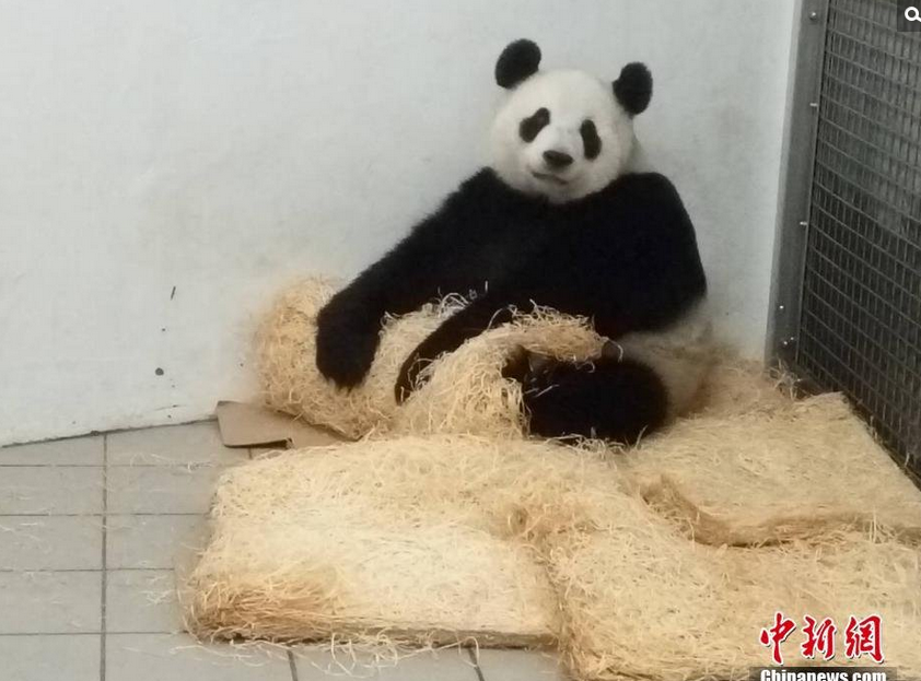 　　北京时间6月2日上午8时2分，中国大熊猫保护研究中心旅居比利时的7岁大熊猫“好好”在天堂动物园顺利产下一仔。“好好”的幼仔是首只在比利时出生的大熊猫，也是今年首只在海外出生的大熊猫。
