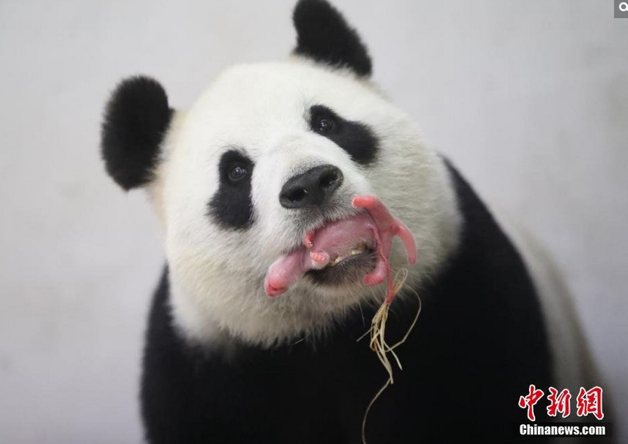 　　图为熊猫含着孩子一幕。
