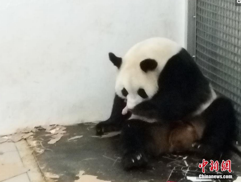 　　图为“好好”。