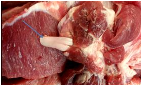 猪肉上寄生钩虫？多位专家辟谣：不可能