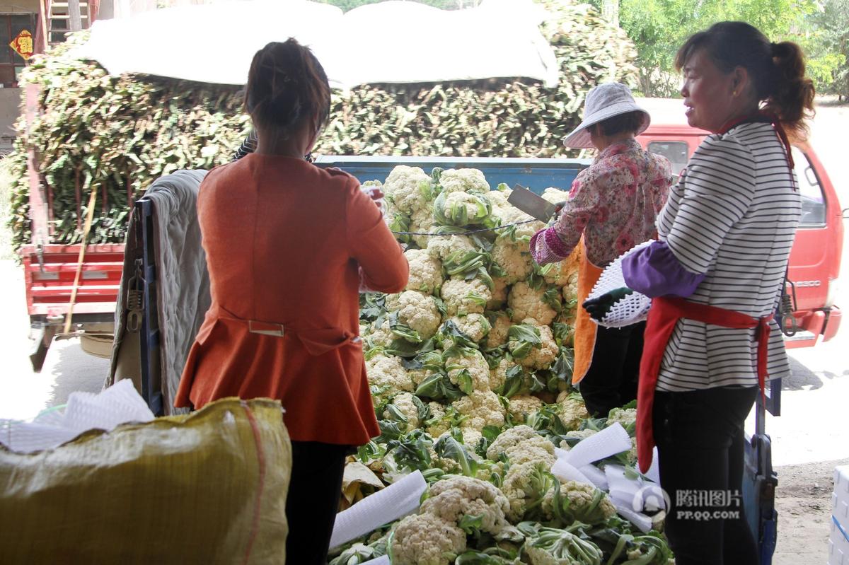 榆中县定远镇正值高原夏菜集中上市季节，菜贱伤农的事件再次上演。