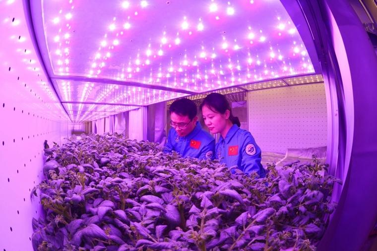 参加“绿航星际”试验的志愿者在本次试验的生物舱中进行植物照料（6月16日摄）。
