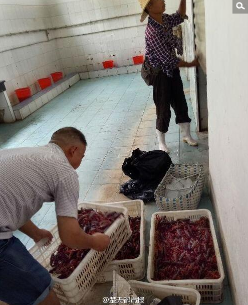 　　一些小贩得知后，感到是难得的财源，每天到这里打捞抓捕，为了不让人发现，他们把抓获的大量的臭水鱼虾，藏匿到公共厕所内，有的将捞到的死虾，还在厕所里加工成虾球。