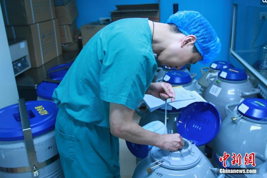 　　工作人员往低温液氮罐内存放胚胎。