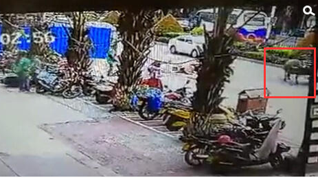 　　上述通报称，肇事的水牛系景洪市市民岩某于6月29日买来，用绳索拴在家中，30日6时许水牛挣脱绳索跑到市中心，随后在小区附近攻击路人后逃离。