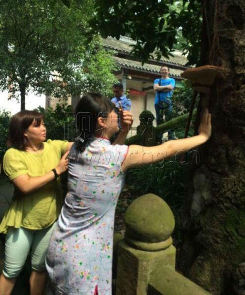 　　在位于合川古钓鱼城护国寺内，有一株树龄800年的金桂。近日，游客们惊奇地发现，在古桂花树离地约1.7米处，长出了一对碗口大的“灵芝”。更奇特的是，如果把手轻轻抚在树干上，“灵芝”就冒出袅袅烟雾！ 时而飘渺，时而消失，让人啧啧称奇。