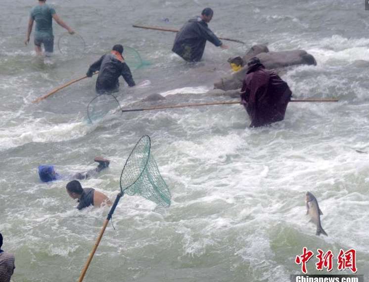 　　傍晚5点过，洪口越来越湍急，苦劝无效的民警只得同样冒险下水，将正在捕捞的市民一个个劝离。