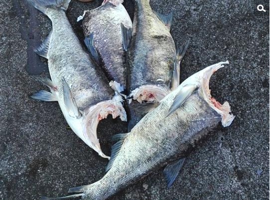 　　由于大坝泄洪时上游距离下游有几十米高的落差，鱼坠落水面时被砸得太狠，造成很多鱼被打捞上来的时候，鱼头都已经不见了，有居民直呼“画面惨烈，不忍目睹”。